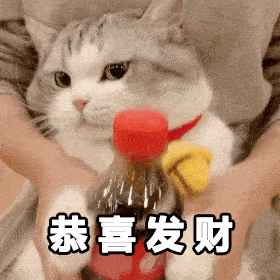猫百科给大家拜年啦