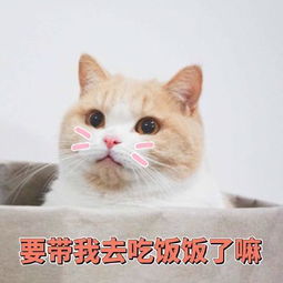 猫咪表情包你不对劲,小老弟