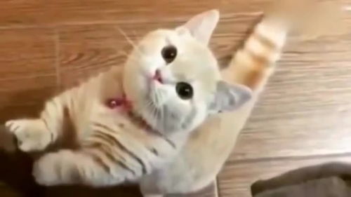 小猫咪饿了,表情太可爱了