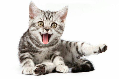 可爱一点的猫加图片加介绍