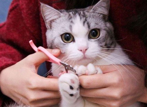 纸老虎猫咪,当碰上克星时,也会瑟瑟发抖
