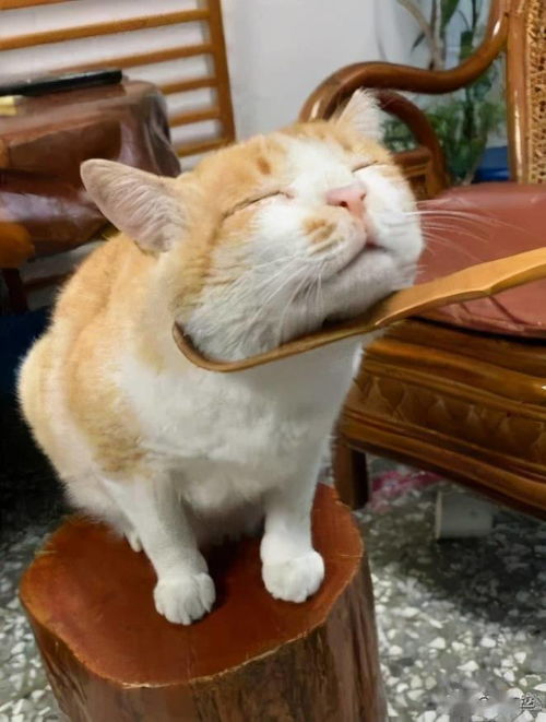 猫咪挠痒痒表情包猫头