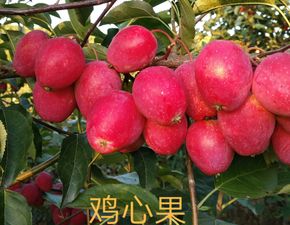 鸡心果规格报价由吉林省长春市九台区诚信苗圃提供