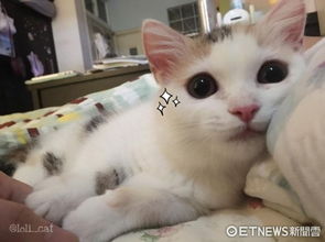 萌到吃手手小萌猫最爱看醒马麻听到早安温柔喵喵回应