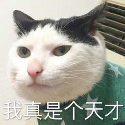 8月精选热门表情包无水印