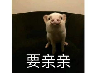 如果没有表情包,你会把天聊死么