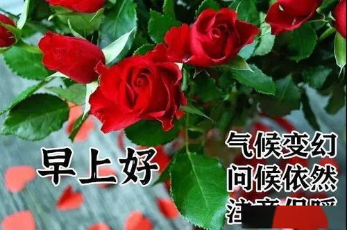 11月2日最漂亮早上好动态表情图片大全,早晨好动图美图大全