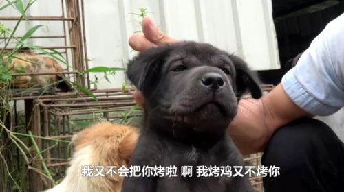 花式吃竹鼠的华农兄弟火了中国人为了吃有多丧心病狂哈哈哈哈哈哈哈哈哈哈哈哈