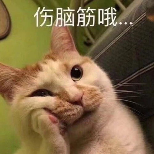 经历过227后,肖战的粉丝为啥越来越多