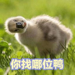 小鸭鸭太可爱辣