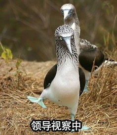 来一波宠物届行走的表情包,其实都是二傻子