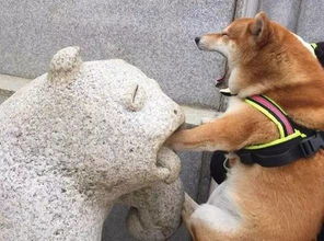 靠的表情包柴犬