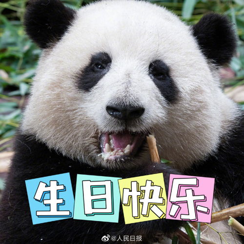 大熊猫萌兰8岁生日快乐和花和叶生日快乐