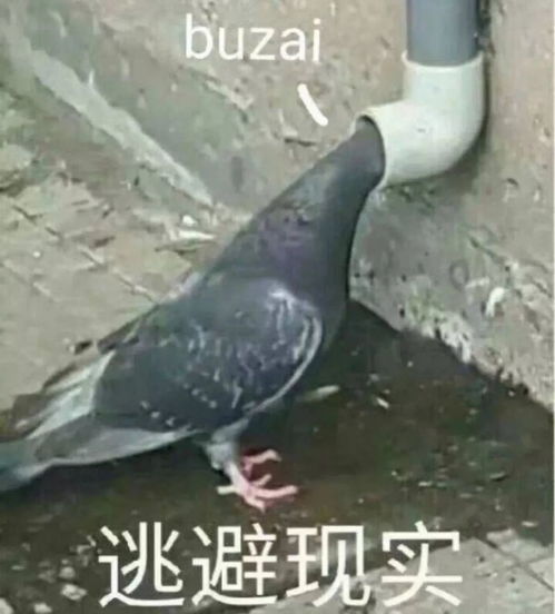 表情包,可爱如你