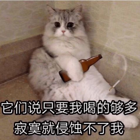 猫咪表情包表情包