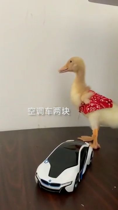 小黄鸭搞笑来袭,没想到表情很到位,谁知网友们瞬间就笑了