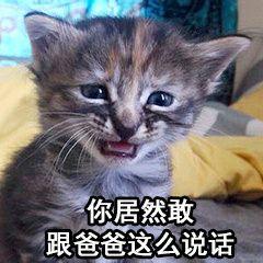 你们有没有珍藏着的猫咪表情包