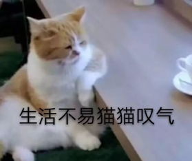 抖音山寨郑爽,网红界迪丽热巴,比土味街拍还尬的是地铁花式偶遇