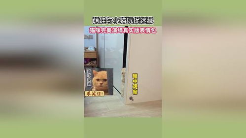 萌娃与小猫玩捉迷藏,猫咪完美演绎真实版表情包