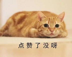 兄弟们记住了表情包橘猫