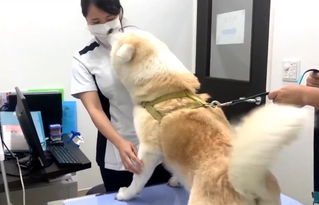 秋田犬去医院打针,中途却换成了男医生,结果有情绪了