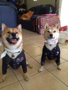 柴犬tora自带困惑表情,一说洗澡就一脸忧桑