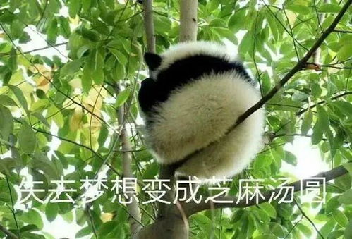 超可爱的熊猫表情包