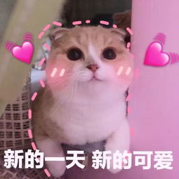 可爱表情包聊天撩人表情包