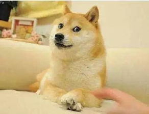 死男人表情包日本柴犬