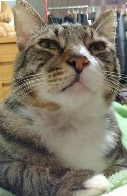 猫咪挠痒痒表情包哈哈哈