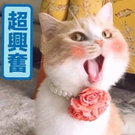 2020年可爱表情包猫咪