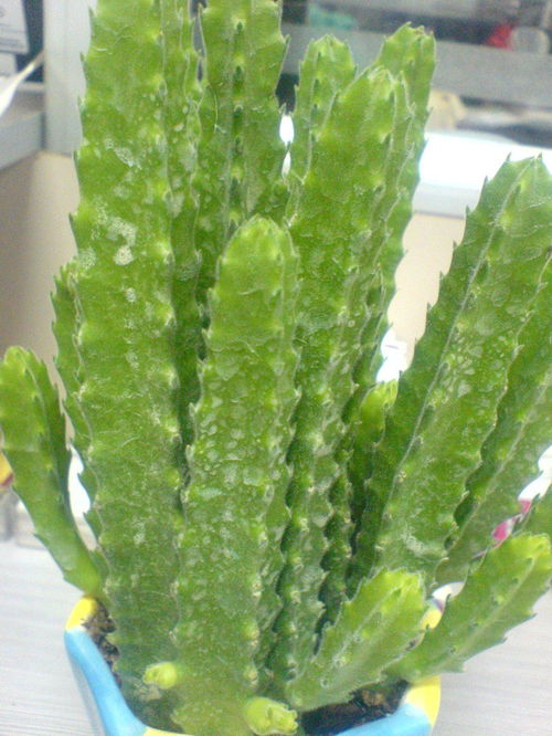 仙人掌的种类和种植方式
