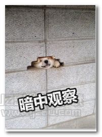 哈士奇暗中观察表情图片哈士奇暗中观察表情包jz5u绿色下载站