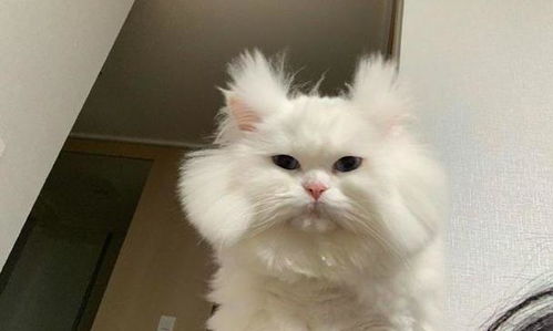 猫咪每天早上起来,毛发都是乱糟糟的样子,猫我这叫凌乱美