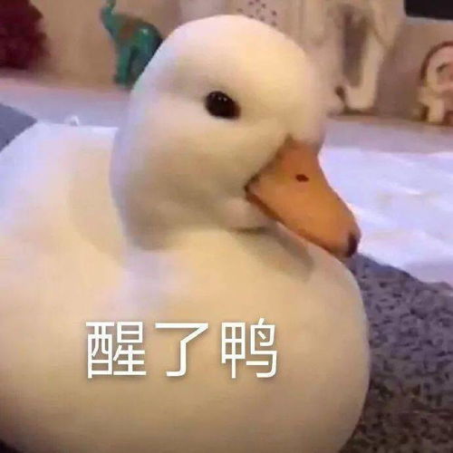 每晚分享沙雕表情包