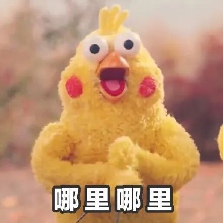 鹦鹉兄弟表情包鸽子王和她的朋友们的日常