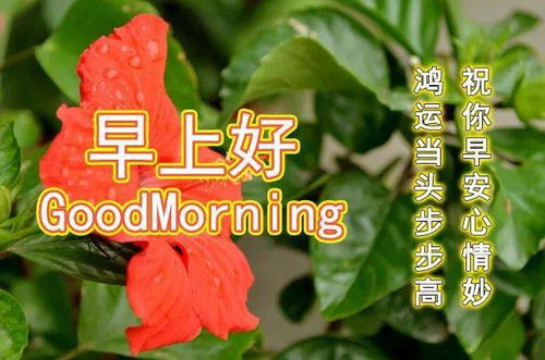 8月初秋漂亮清晨早上好问候祝福动画表情鲜花图片清晨群发早安问候祝福语短信