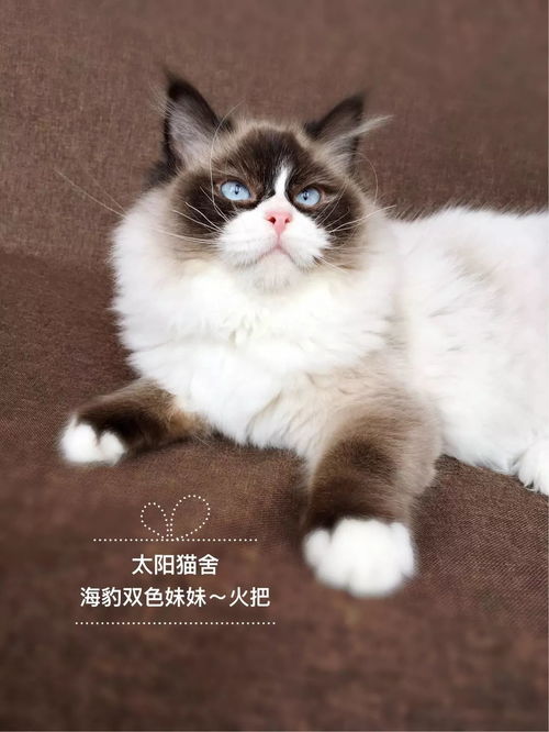 网友的猫吃相可着急了,张大嘴猛塞网友调侃橘橘色推土机