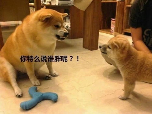 适合过年发的可爱沙雕文案附30张表情包