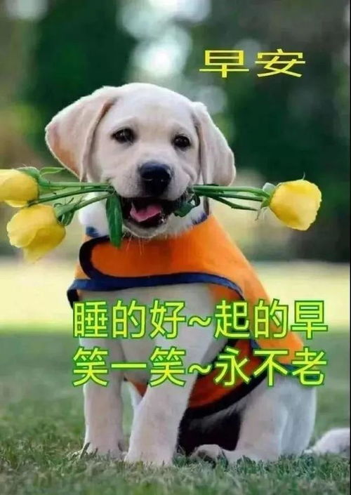 最美丽早上好动态表情图片问候早安的温馨句子和图片
