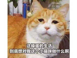 这只猫跳舞竟比人还骚不仅会煮饭还会帮赚钱,关键时候还能救命