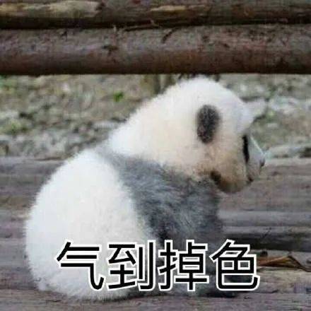 愚蠢的人类表情包老公