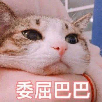 猫咪表情包今天也是元气满满的一天