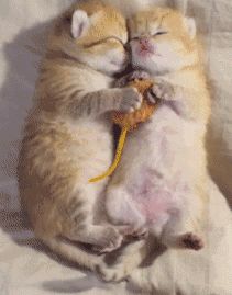 说说那些年长肥橘猫