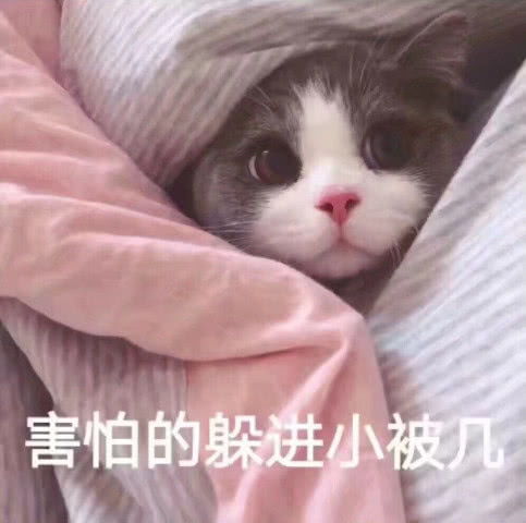 最近火了超奶思小奶猫表情包牵一下小猪猪的手好吗