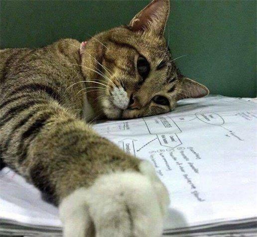猫咪趴在试卷上,表情痛苦,喵我好像得了一看书就难受的病