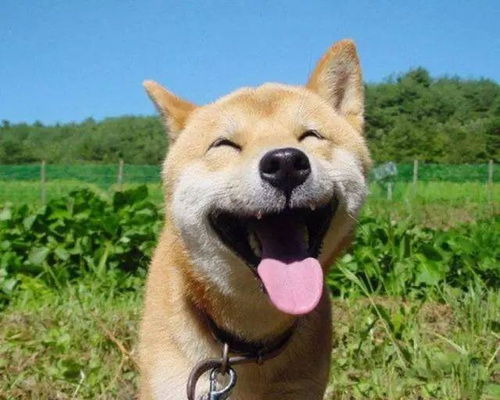 我的表情包柴犬去世了