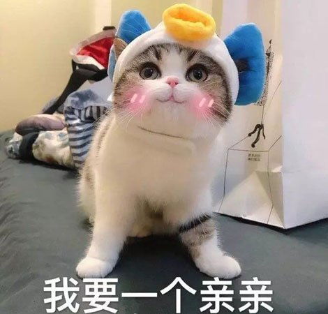 宠物gif图据说冬天留长发不怕冷是这样吗