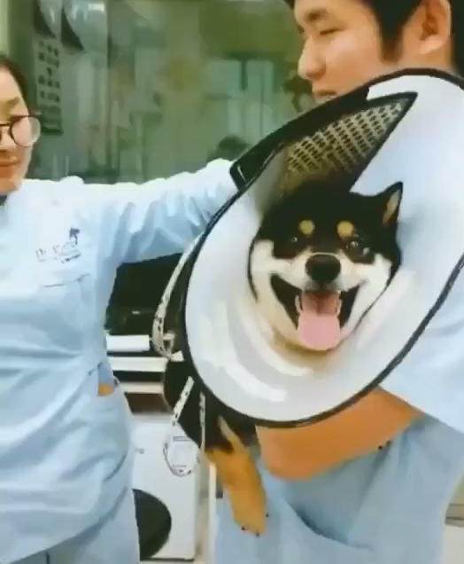 狗狗看病时满脸笑容,当护士给它打针那一刻,表情变化堪称影帝