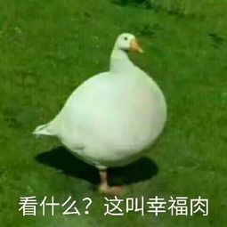 鹅鹅鹅表情包鹅鹅鹅微信表情包鹅鹅鹅qq表情包发表情fabiaoqing.com